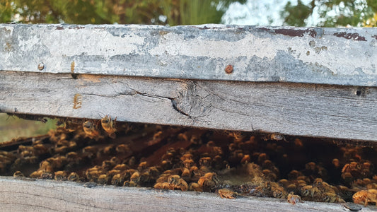Pure & Antibiotic-Free: Why Western Australia's Honey Stands Apart