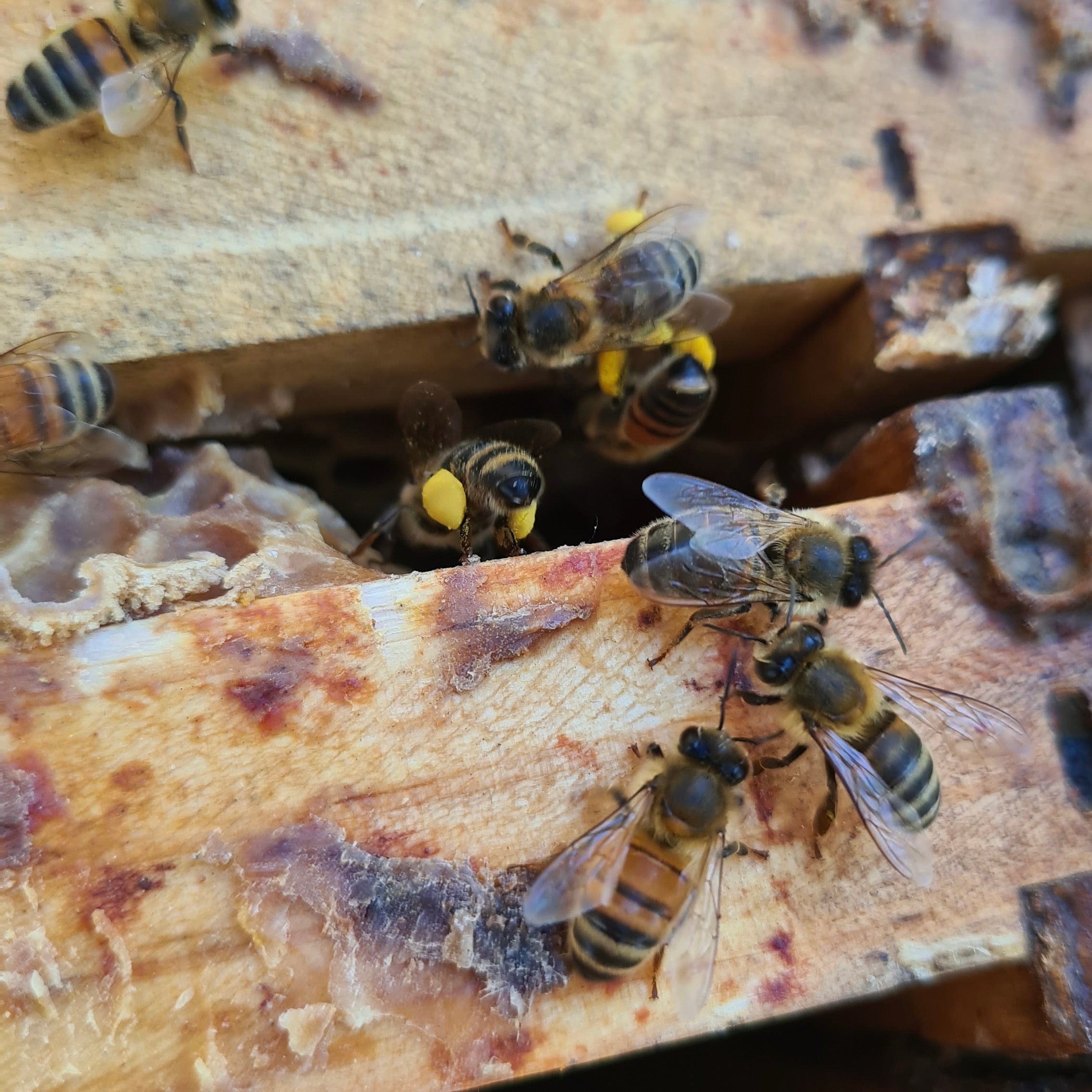 Protecting our Pollinators