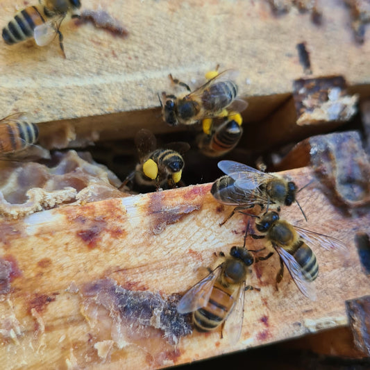 Protecting our Pollinators