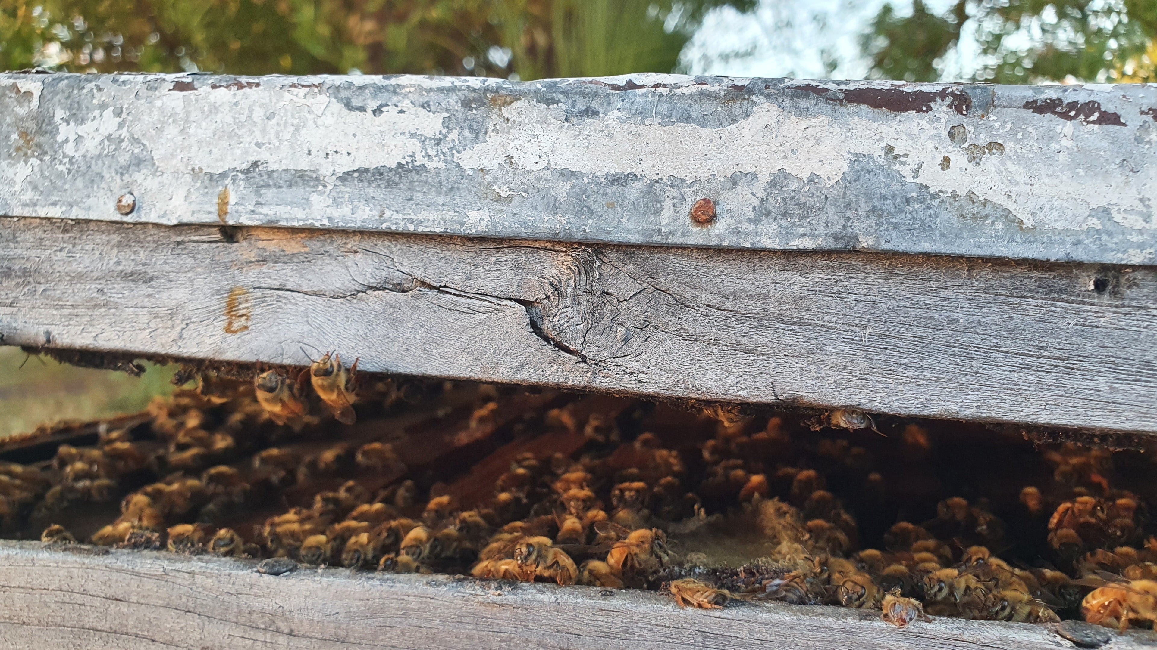 Pure & Antibiotic-Free: Why Western Australia's Honey Stands Apart